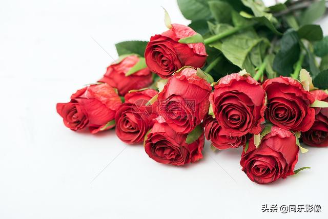 七夕送什么好情人节的玫瑰     送给天下有情人